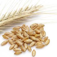 트리티케일 image