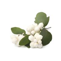 Snowberry image