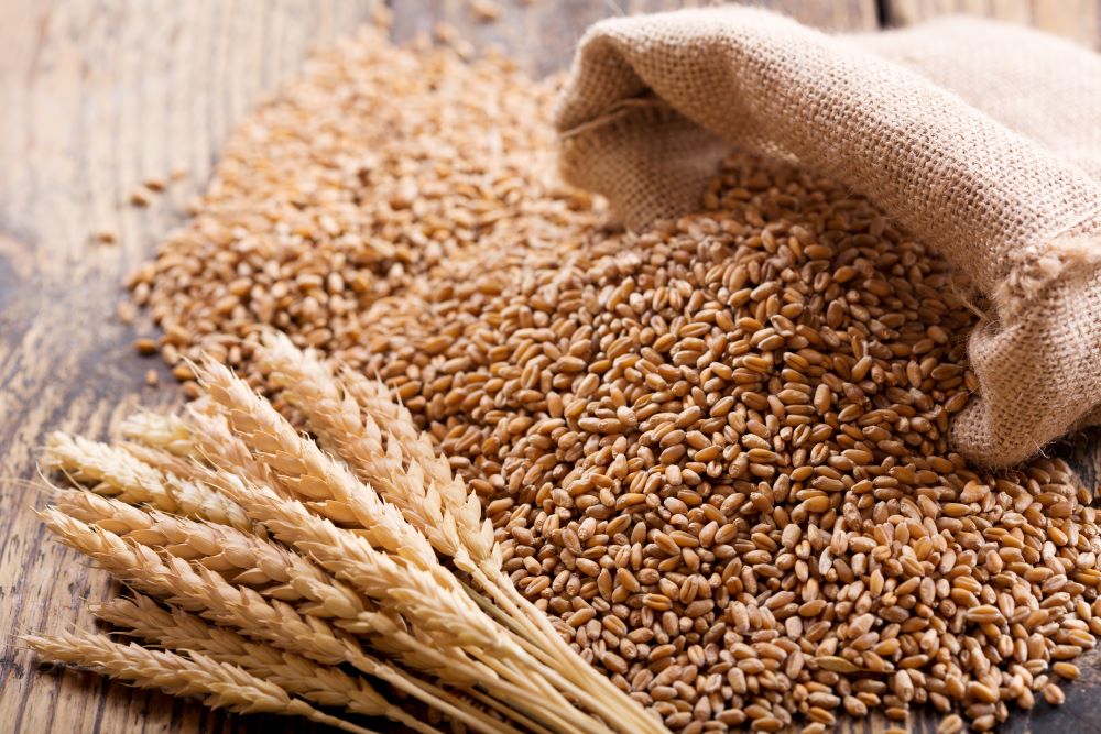 wheat-philippines.jpeg