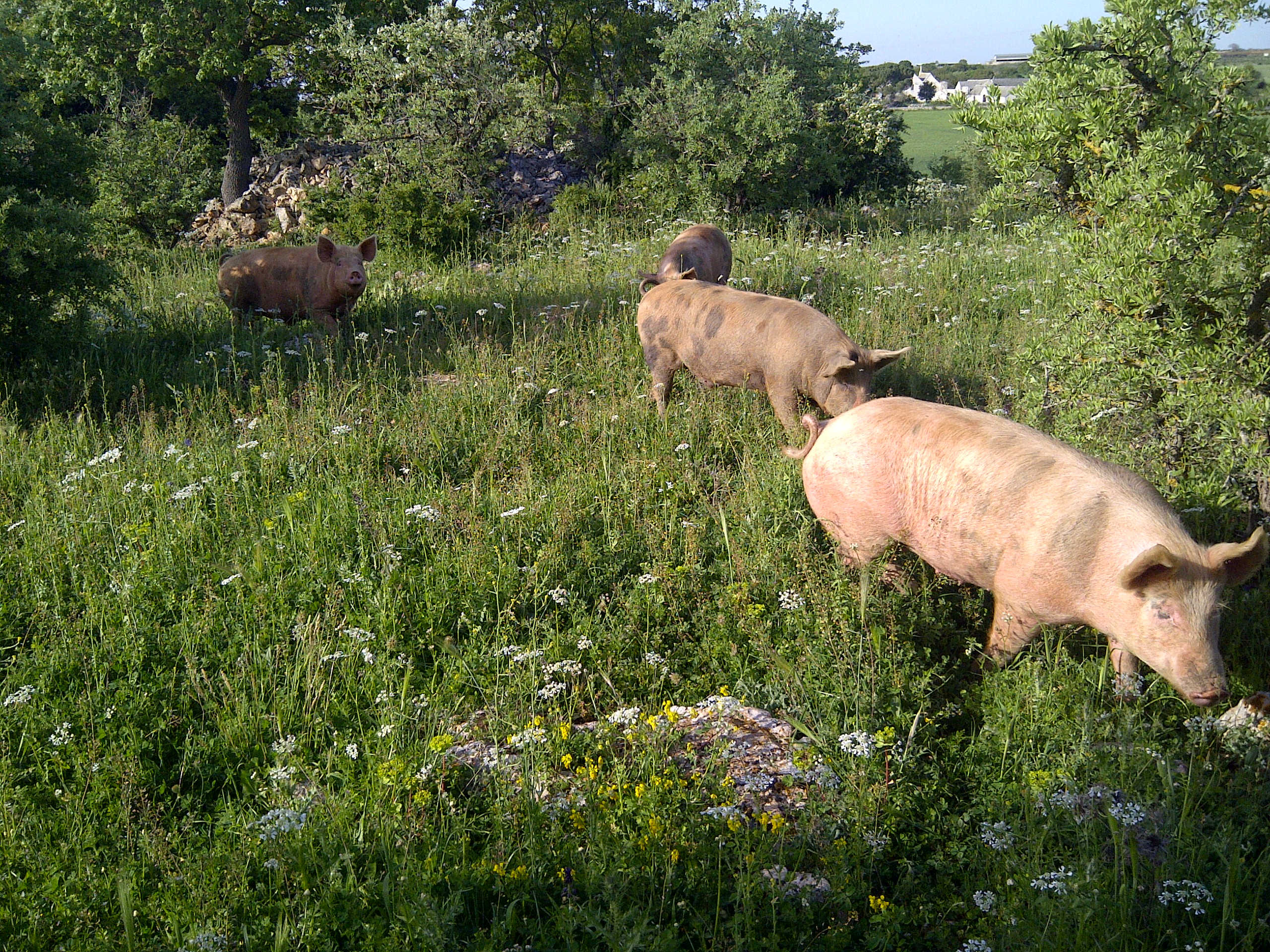 Putignano-20130426-00187.jpg