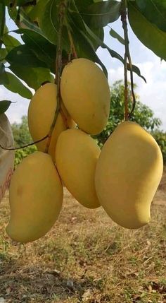 mango.jpg