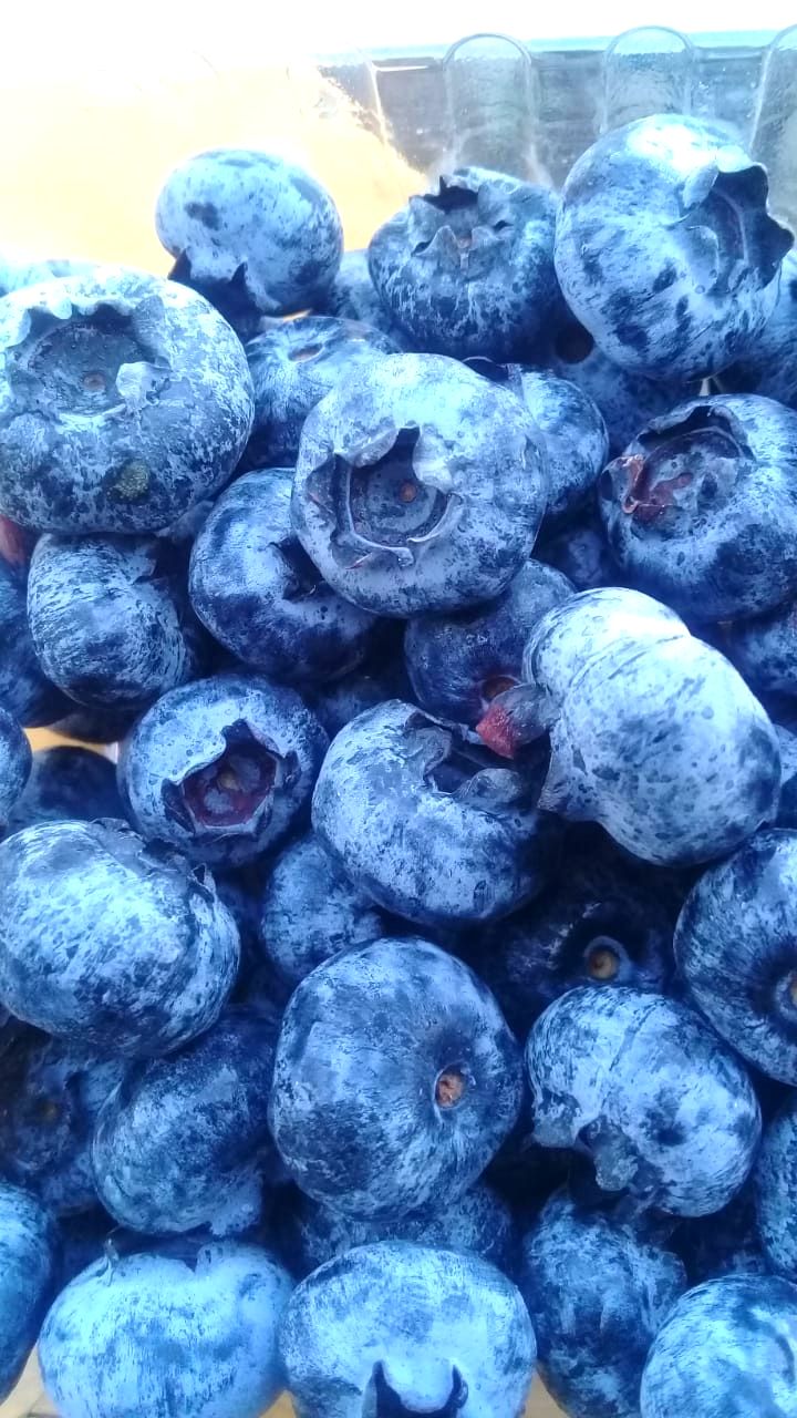 Peruvian Fresh Products - Blueberries 8.jpg