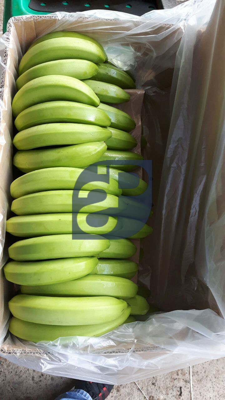 Bananas #18 - Standard & Partners.jpg