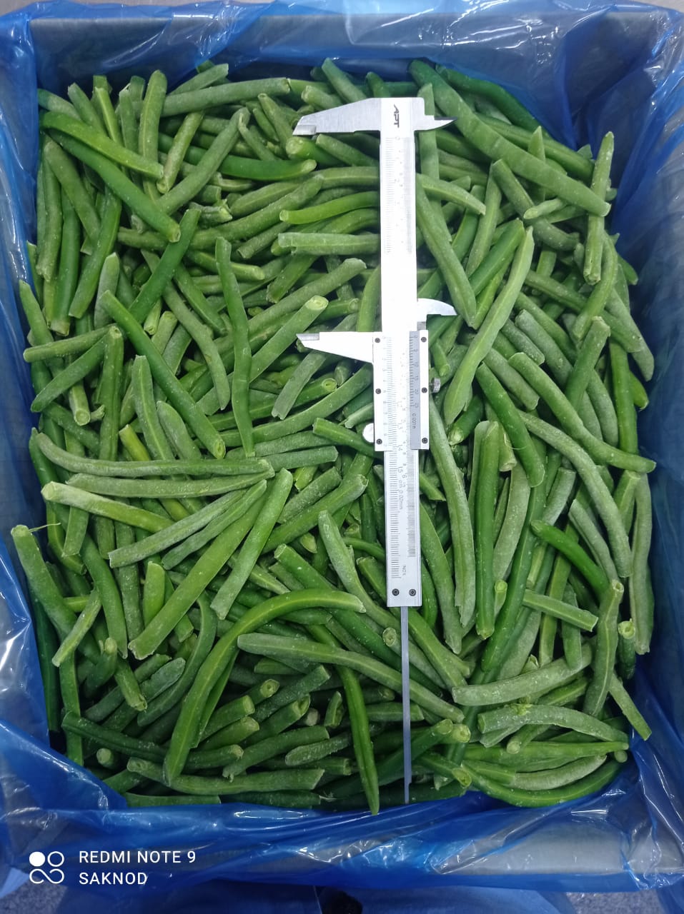 Whole green beans  (6).jpeg
