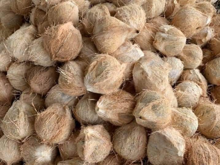 dừa khô.jpg