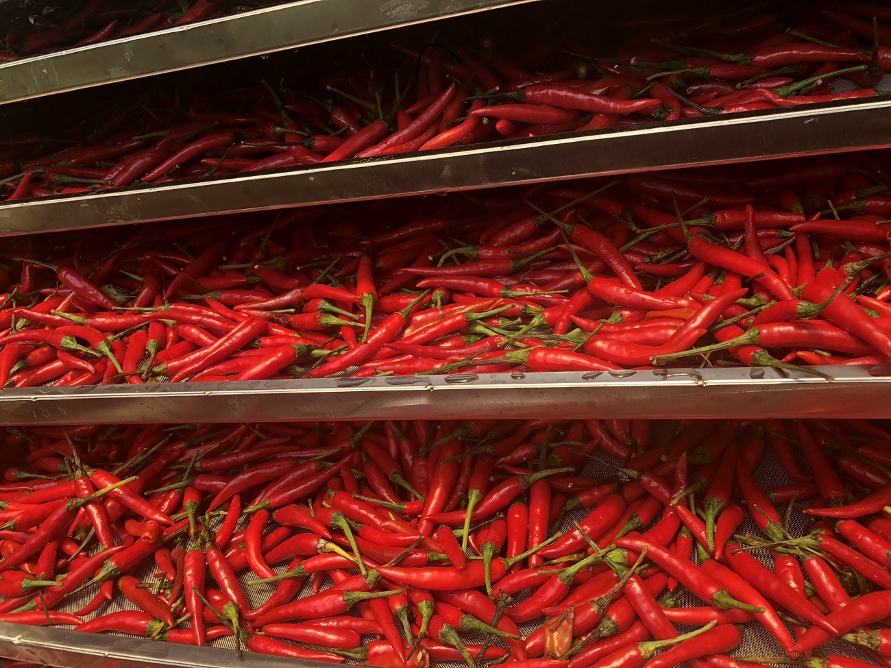 chili drying.jpg