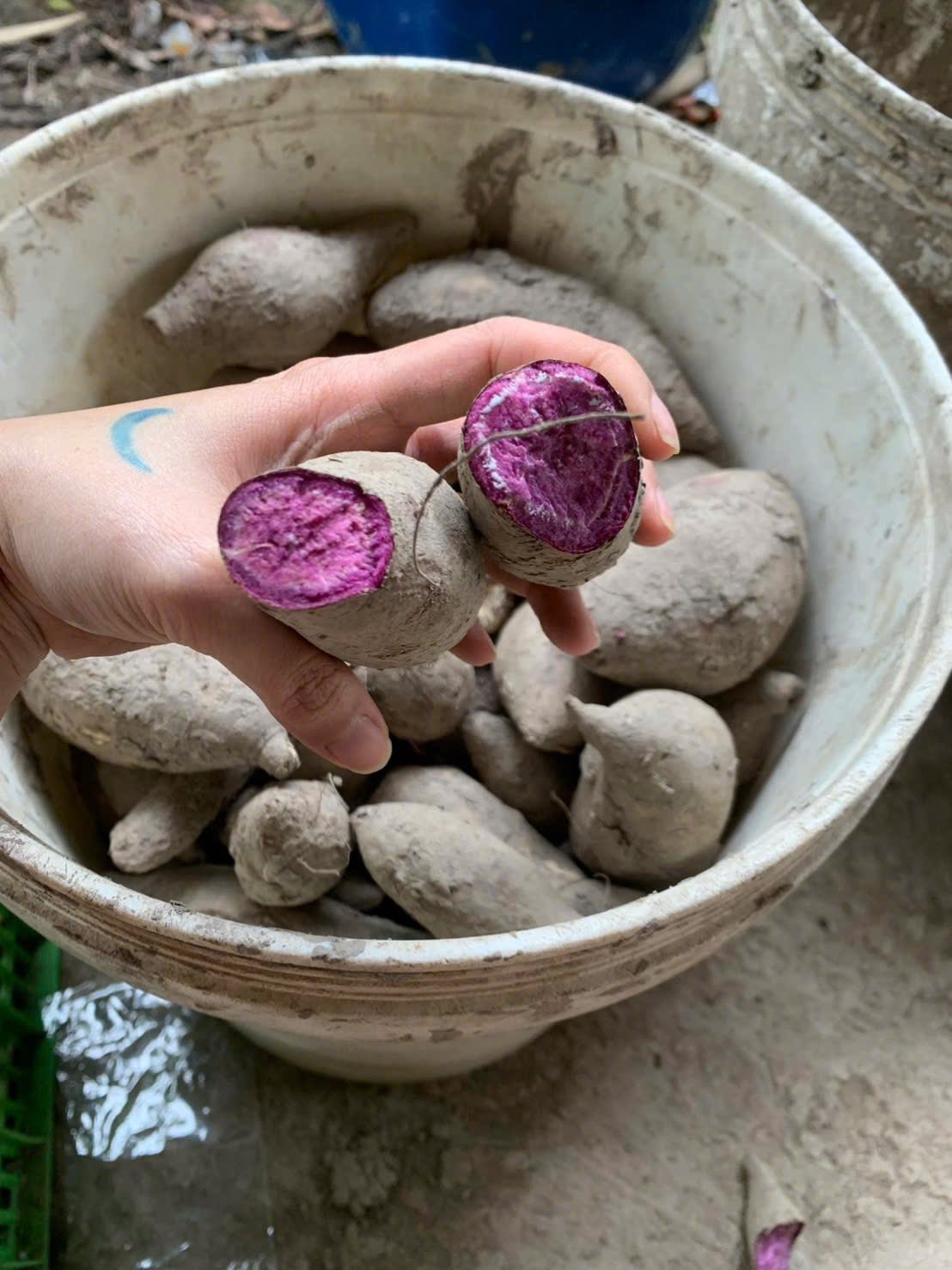 Purple_Sweet_Potatoes_KL_tim_9.jpg