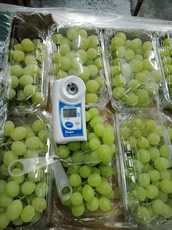 Thompson-Seedless-Grapes-GreenAgro.jpeg