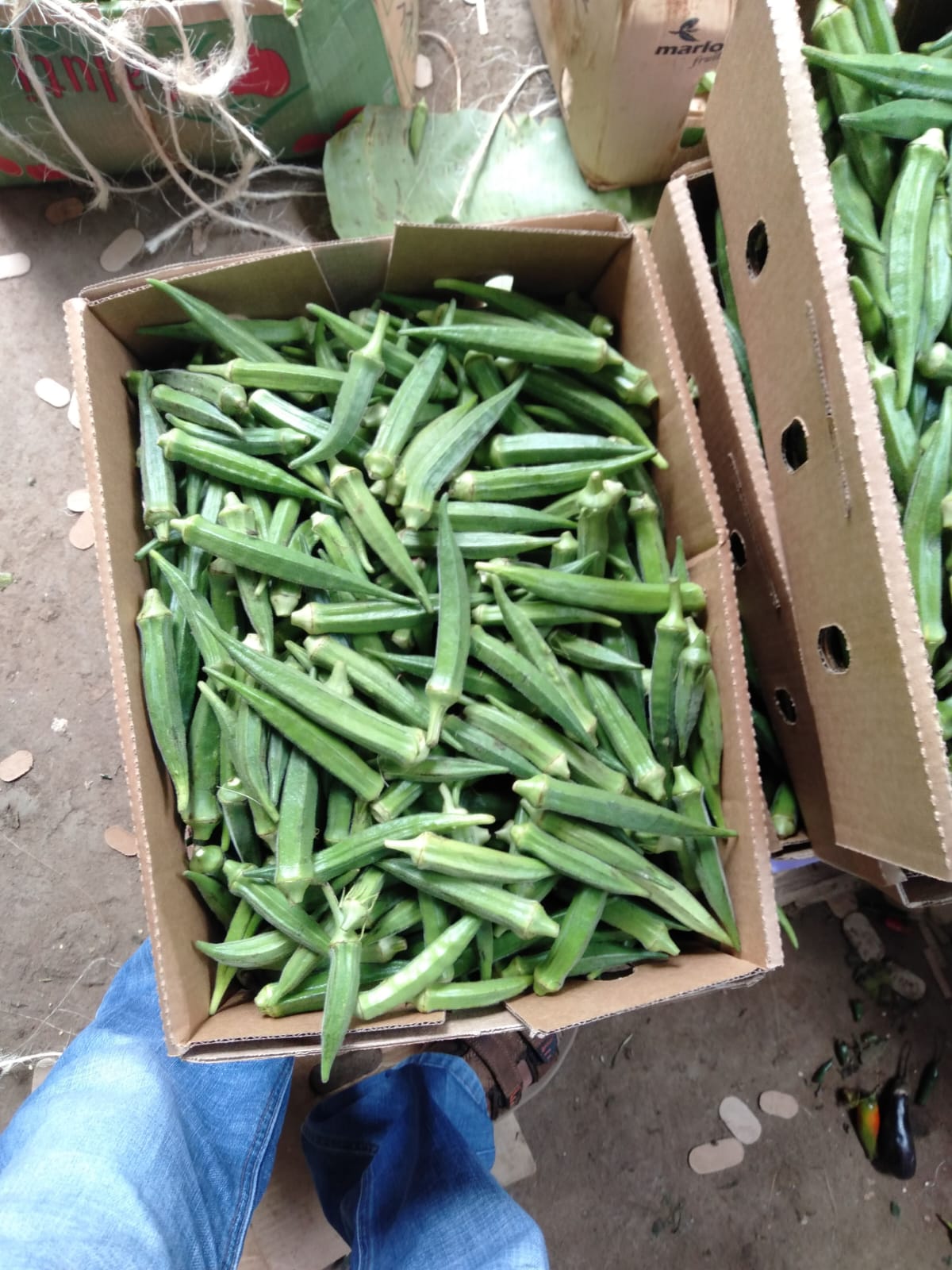 Okra_Veg_Kenya#kodra-export_3.JPG