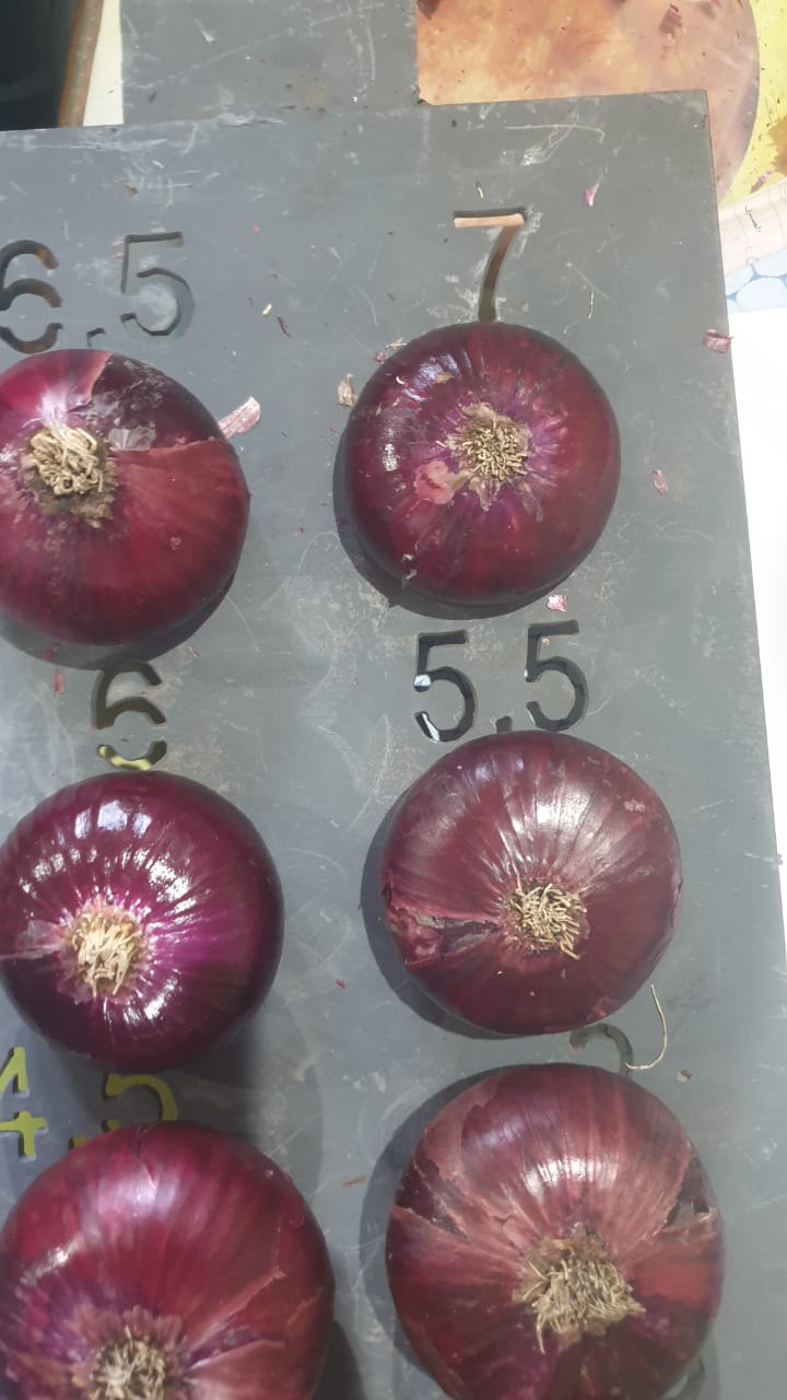 red onion size1.jpg