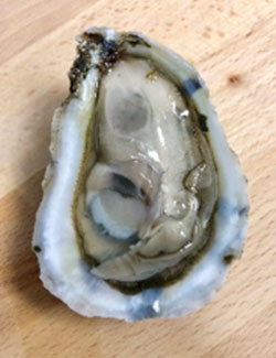 warshore-oyster-2.jpg