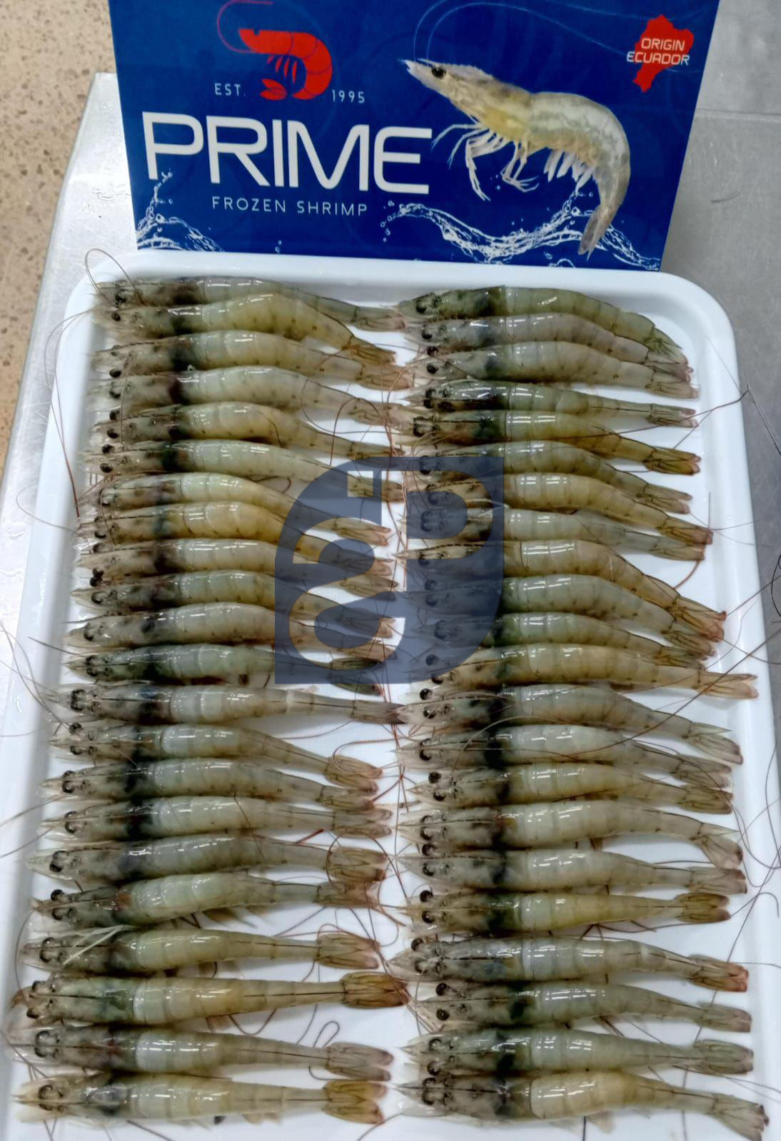 Vannamei Shrimp #5 - Standard & Partners.jpg