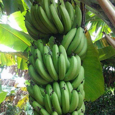 banana1.jpg