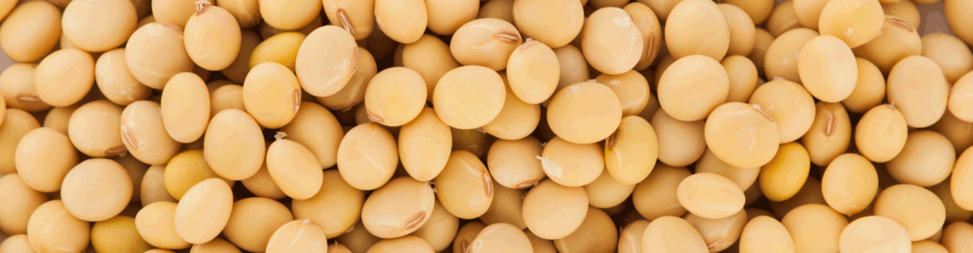 Soybeans from Croatia supplied by Axereal Croatia d.o.o. - For Seed Soybean
