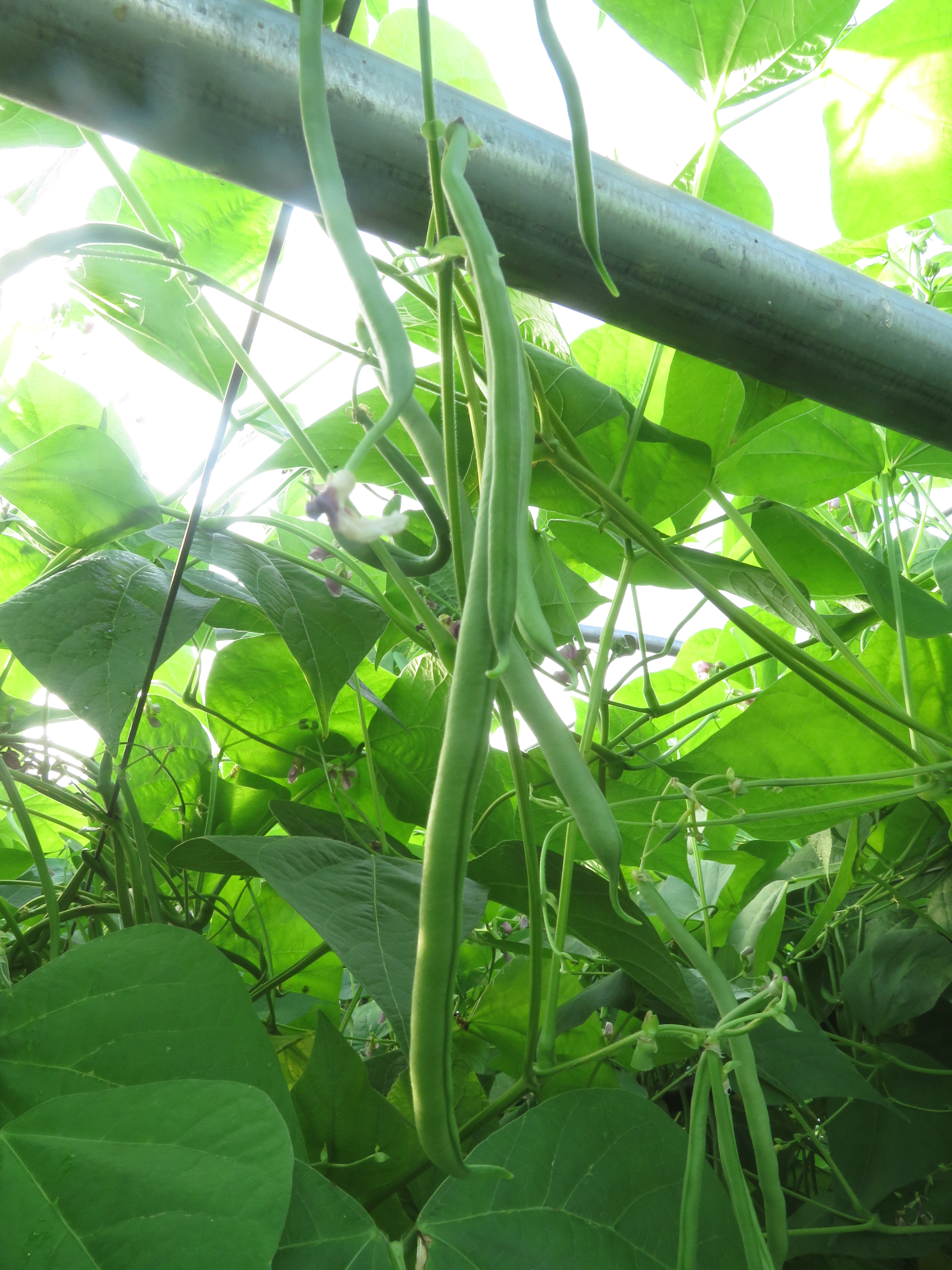 LE POTAGER DU MONCEAU
