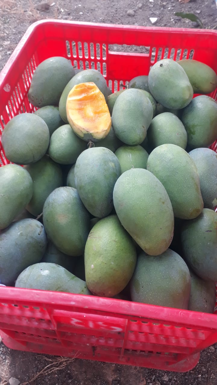 Arumanis Mangoes_SES_01.jpeg