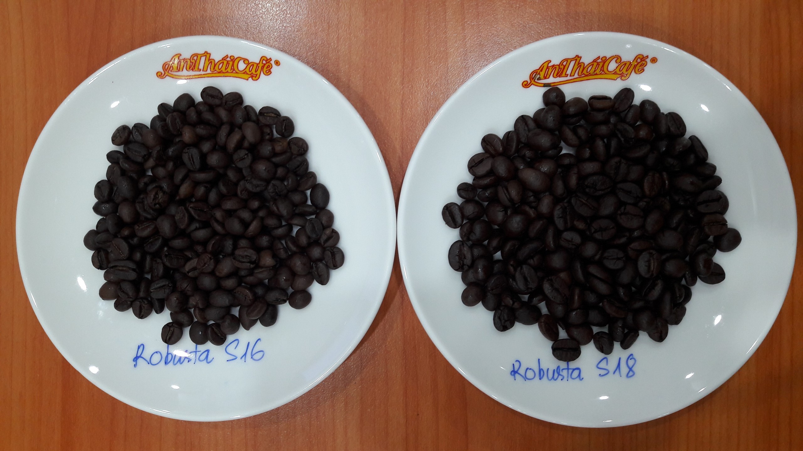 Robusta.jpg