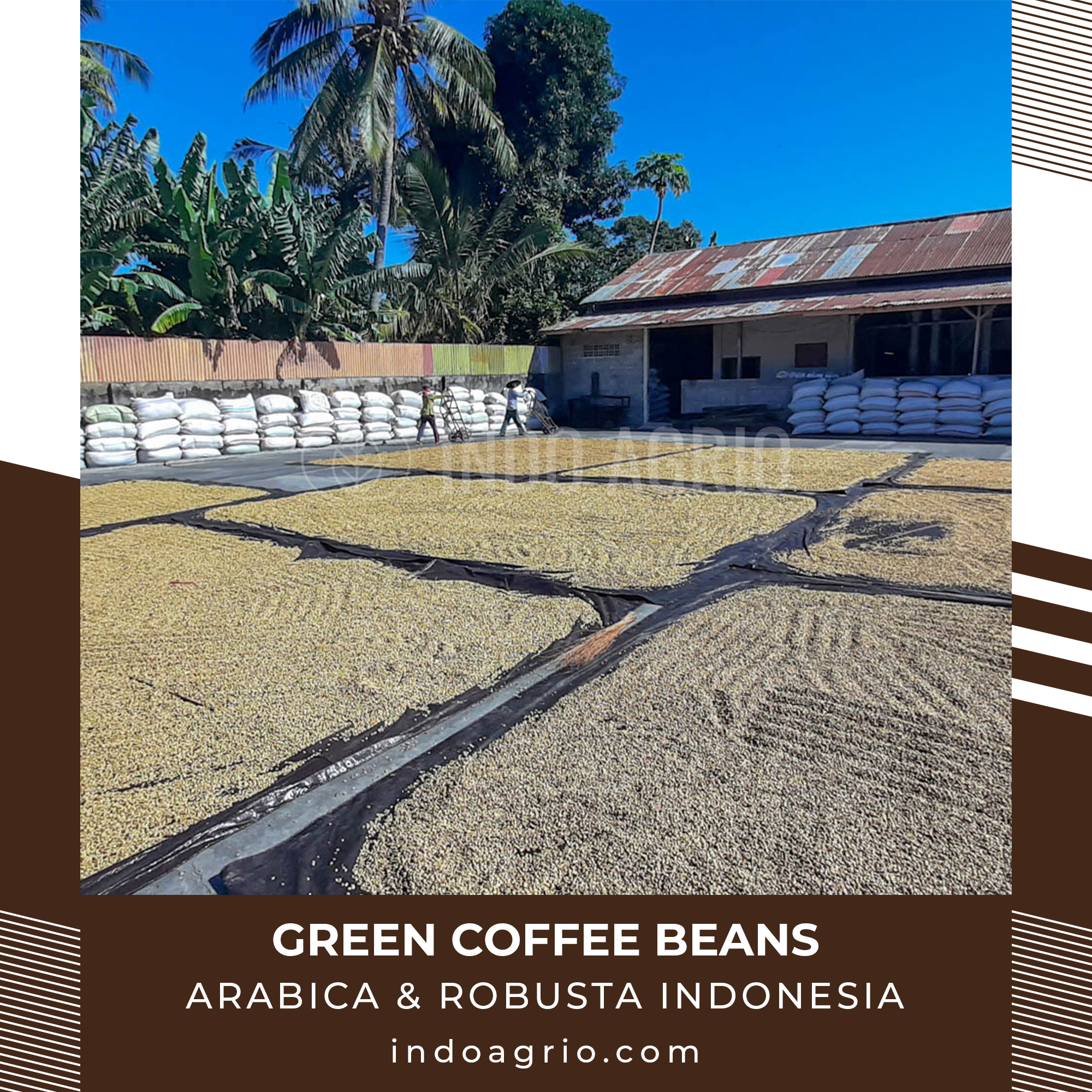 coffee-beans-drying-site.jpg