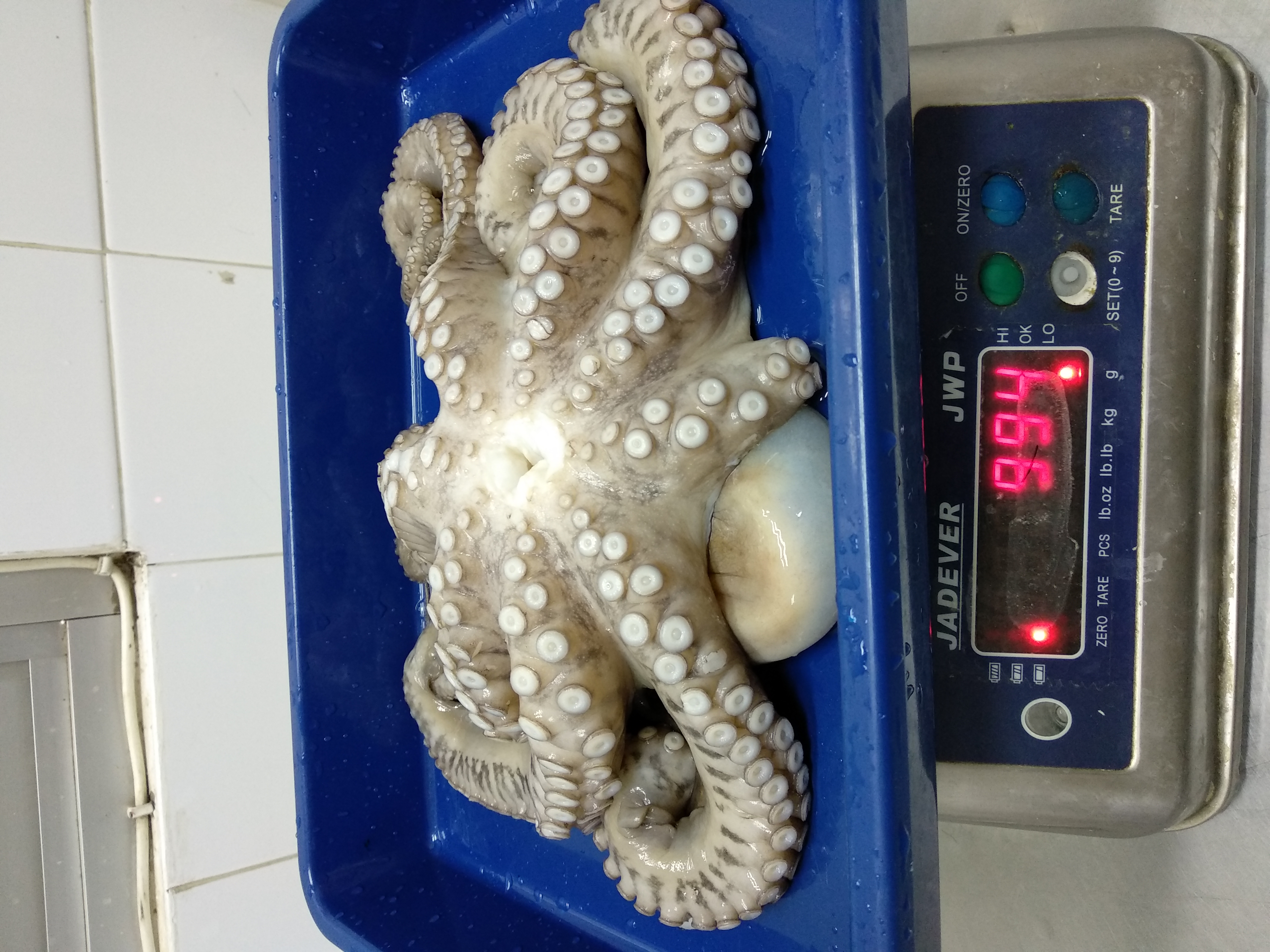 Octopus Ball_Thawed 2.jpg