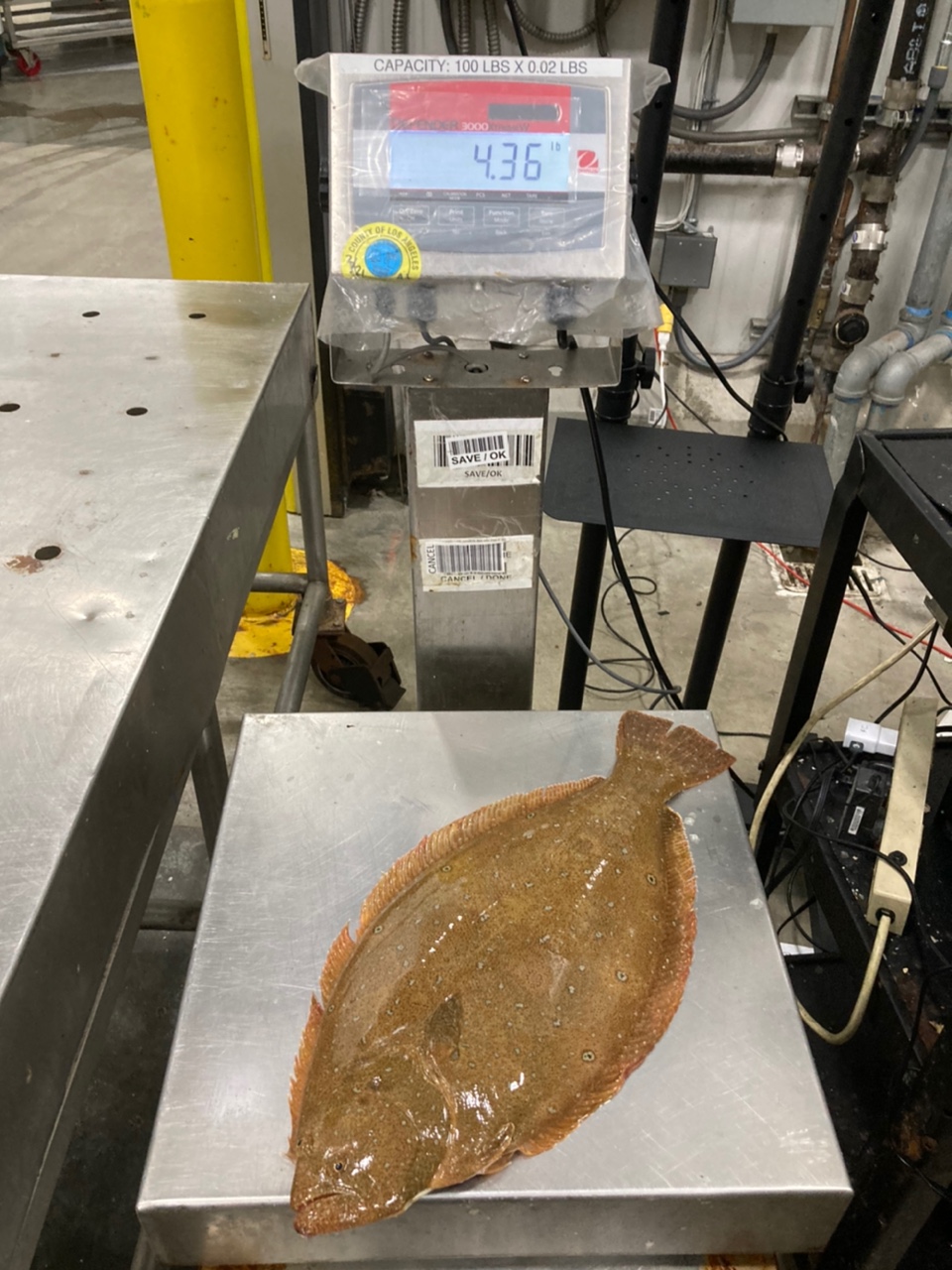 Olive flounder.jpg