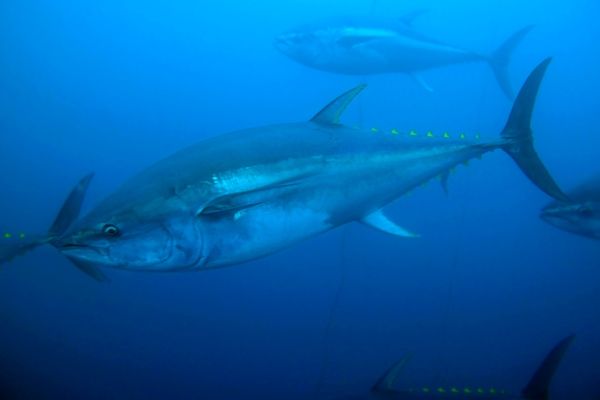 Yellowfin-tuna.jpg