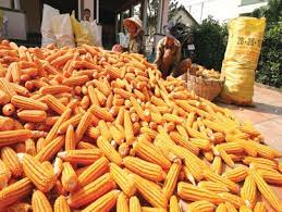 Sao Viet Tuyen Quang Co., Ltd. - Corn