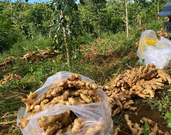 fresh ginger 5 (2).jpg