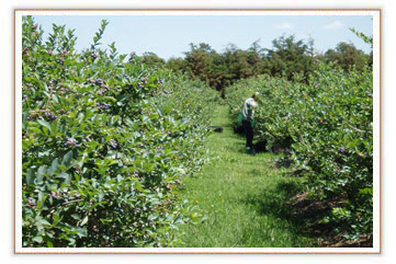 plantacion3.jpg