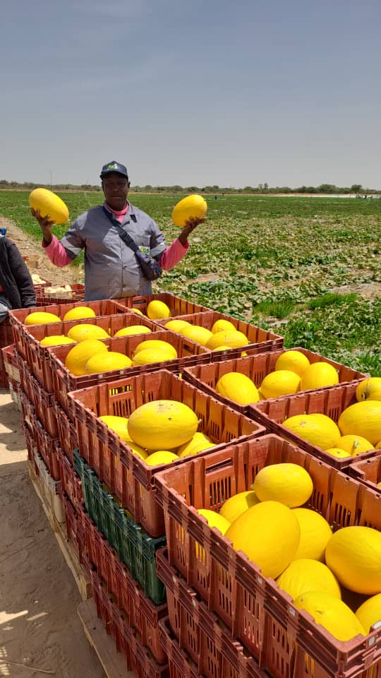 melon_canari_sénégal#kodra-export_5.JPG