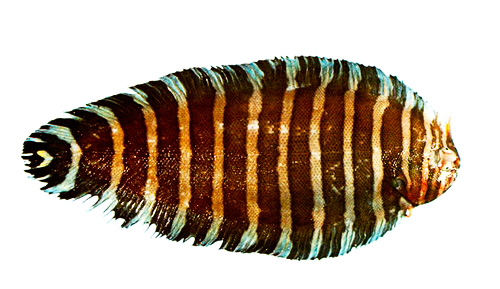 lenguado-tigre.jpg