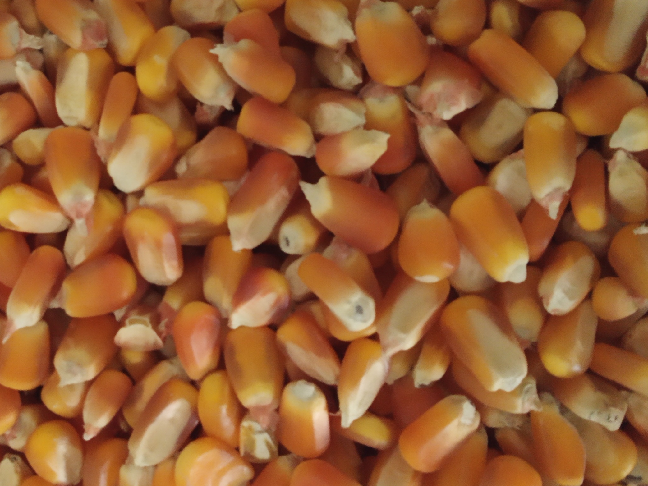 maiz 2.jpg