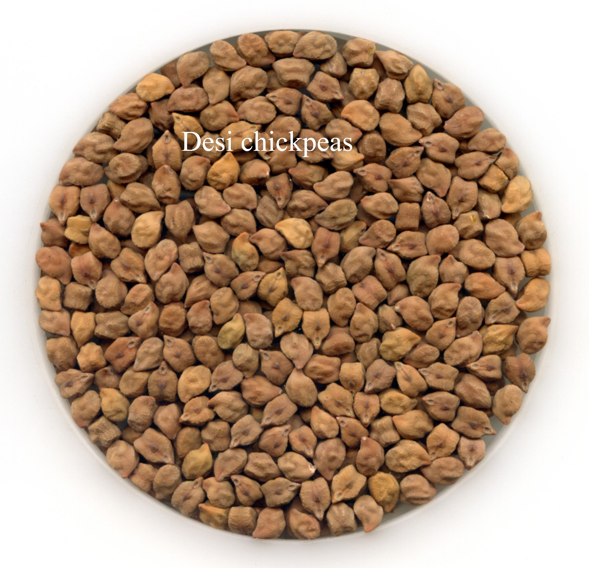Chickpeas Desi Oct 2020.jpg