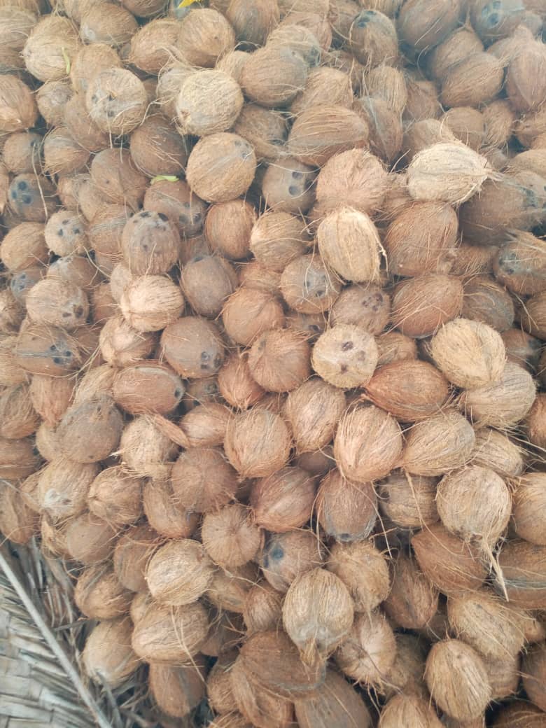 noix_coco_côte-d'ivoire#kodra-export_4.JPG
