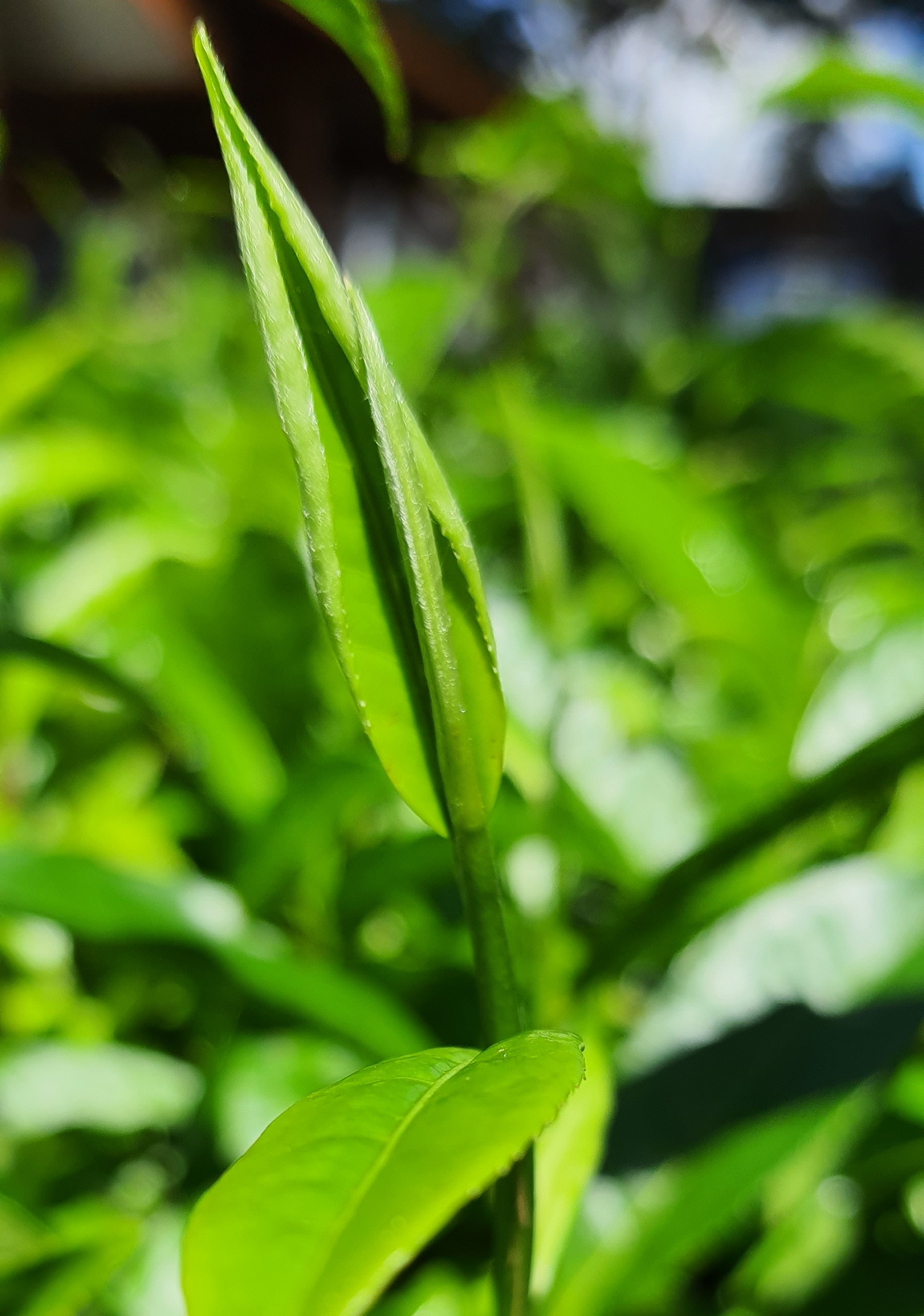 Green leafy 2.jpg