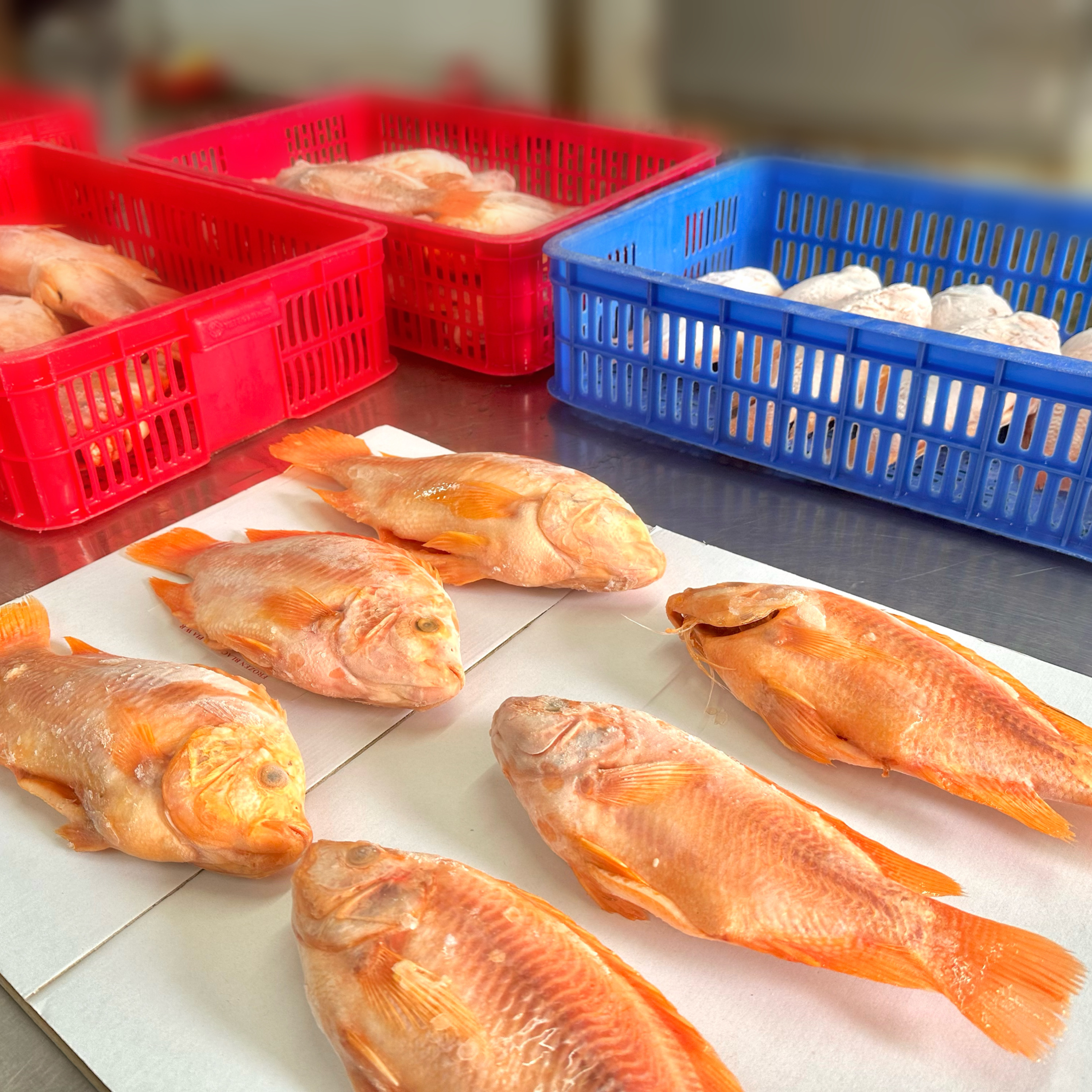 Frozen tilapia whole round size 500 -800+ gram.JPEG