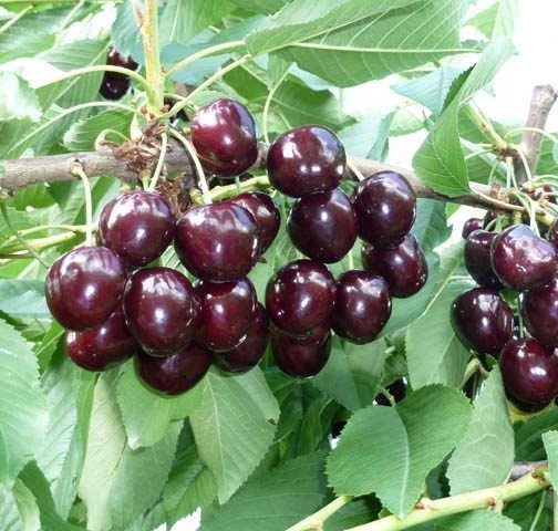 cherries korrdia.jpg