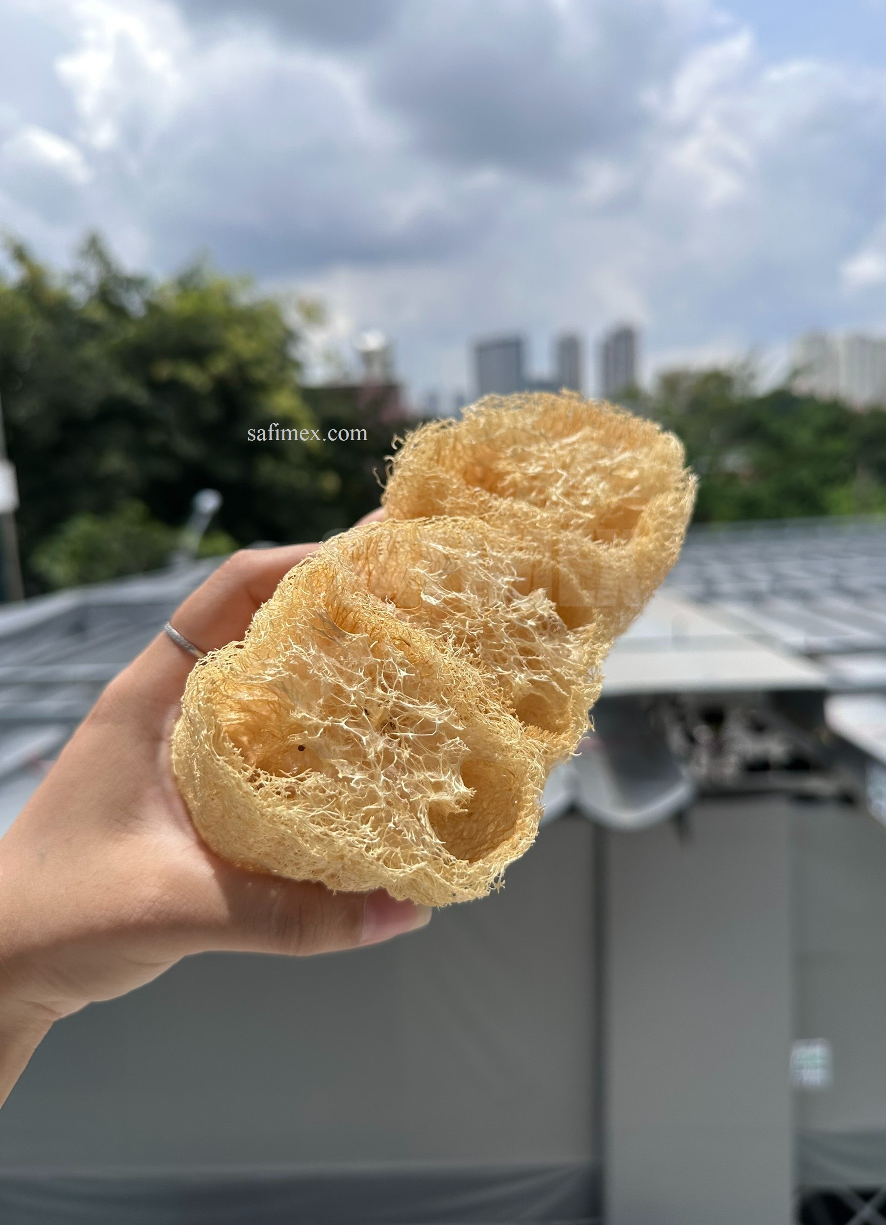 loofah cut 9.jpg
