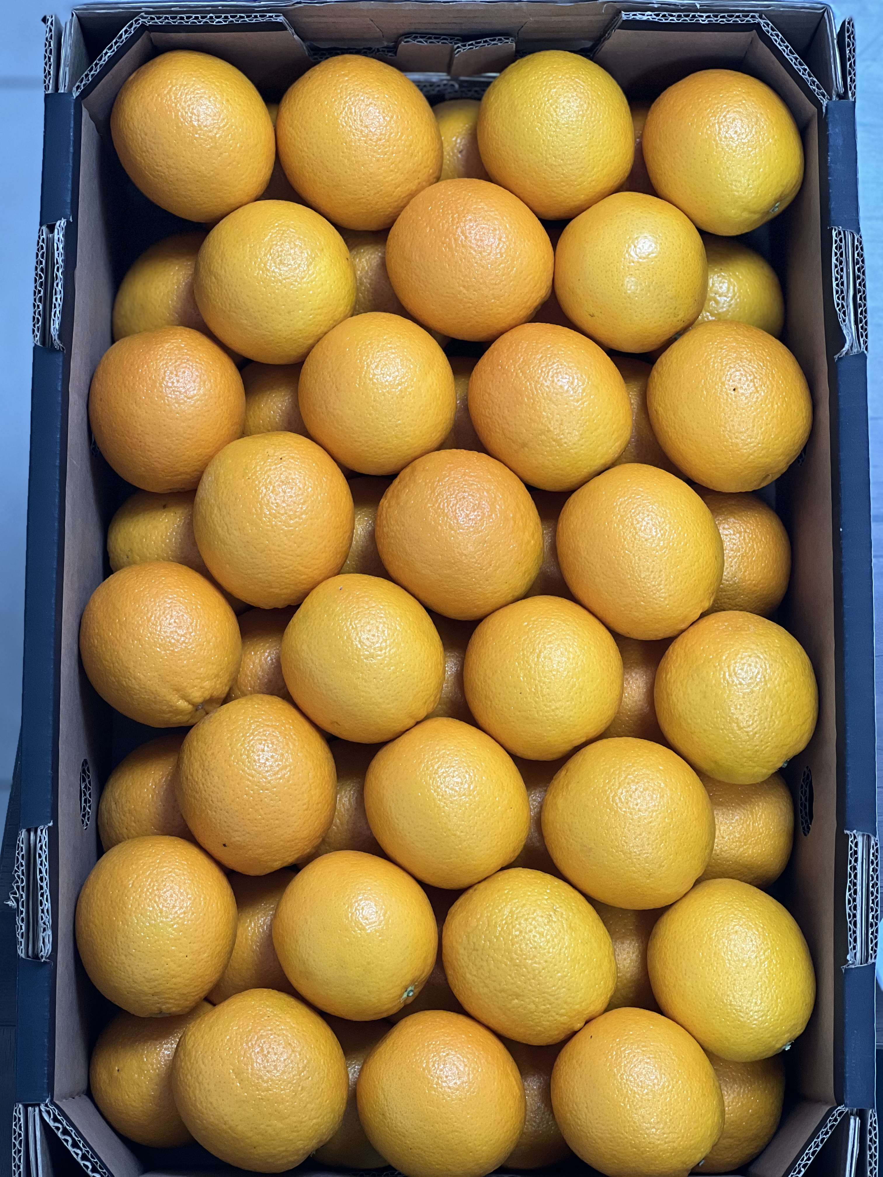 PEI Trade Oranges V (8).jpeg