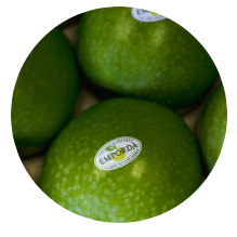 manzana-granny-smith.png