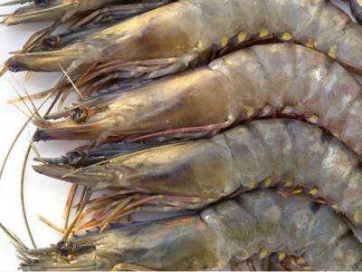 0004389_jumbo-black-tiger-prawns.jpeg