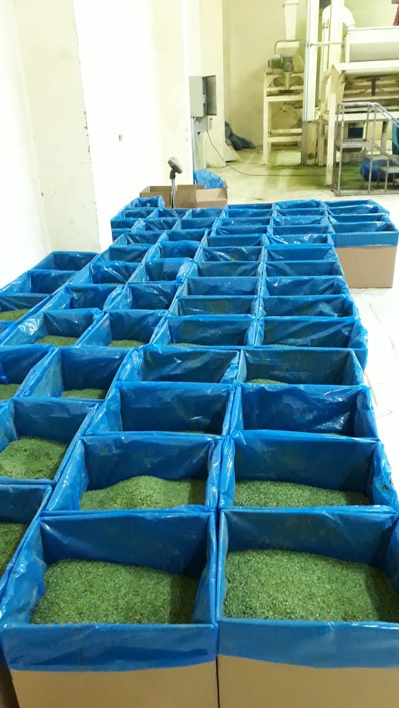 Spinach packing (2).jpeg