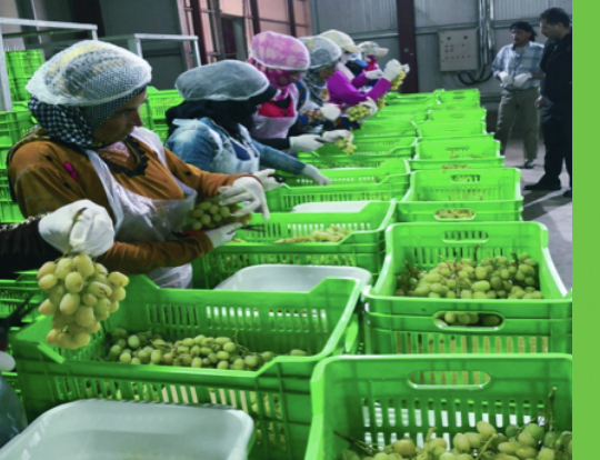 Grapes_4.png