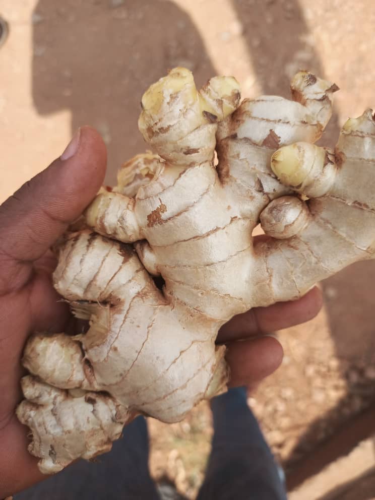 Ginger_Uganda_Habco#Kodra-Export_2.JPG