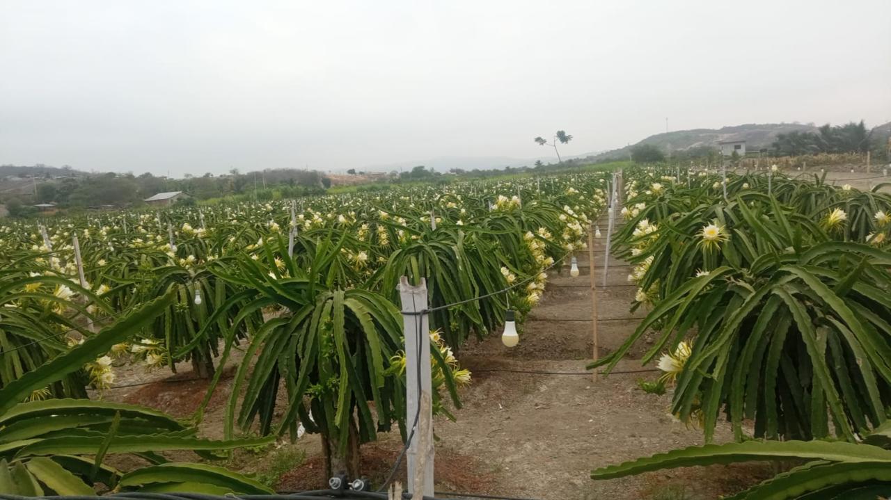 pitahaya_05.jpg
