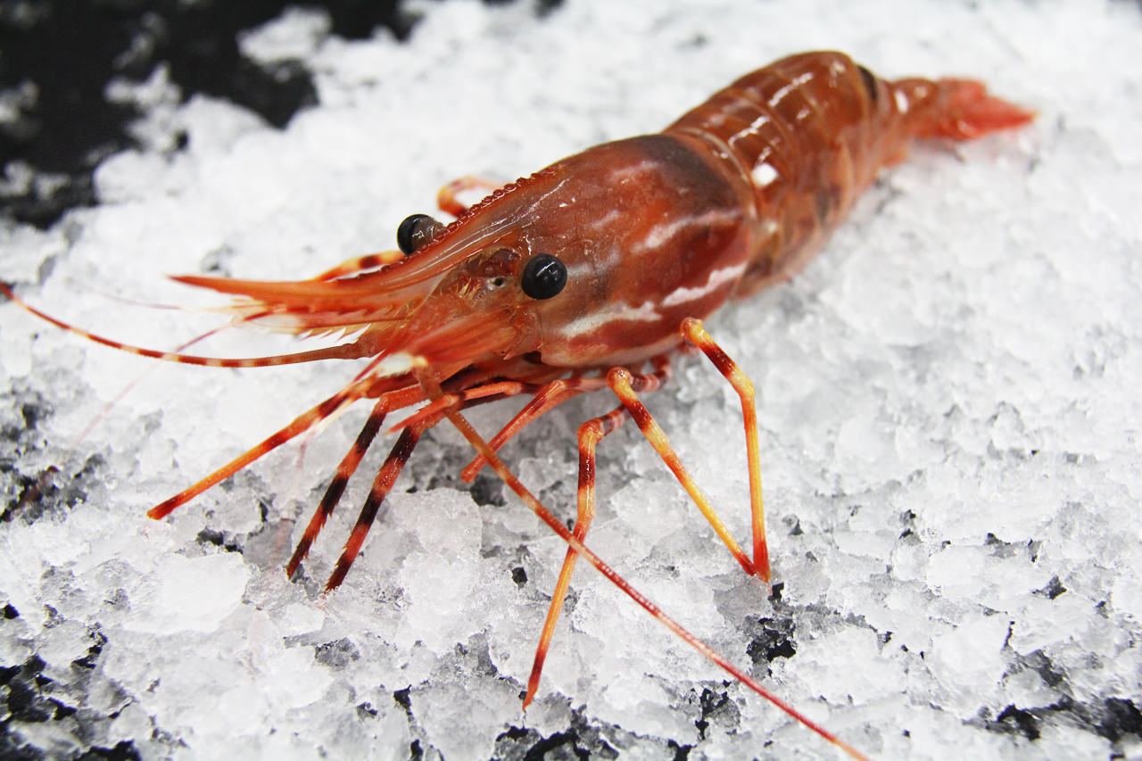 Live Prawn.jpg