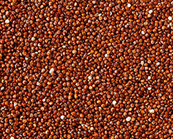 Red-Millet.png
