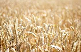 Network Grains Pty Ltd - Grains