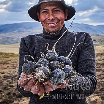 amazon andes b lack maca.jpg