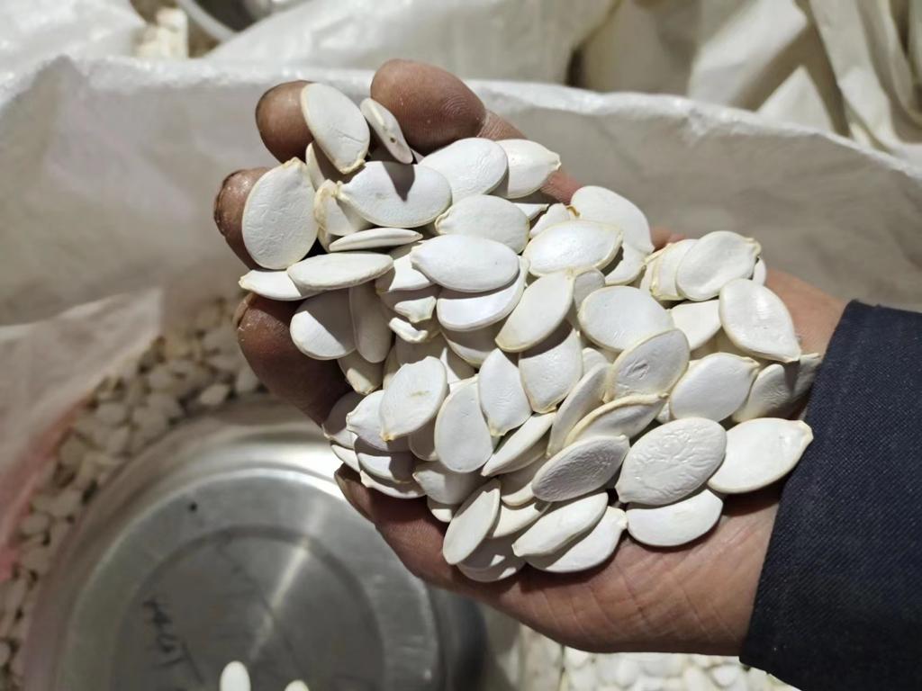 PUMPKIN SEEDS (2).jpeg