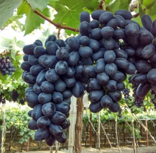 Screenshot 2023-01-24 151646.jpg